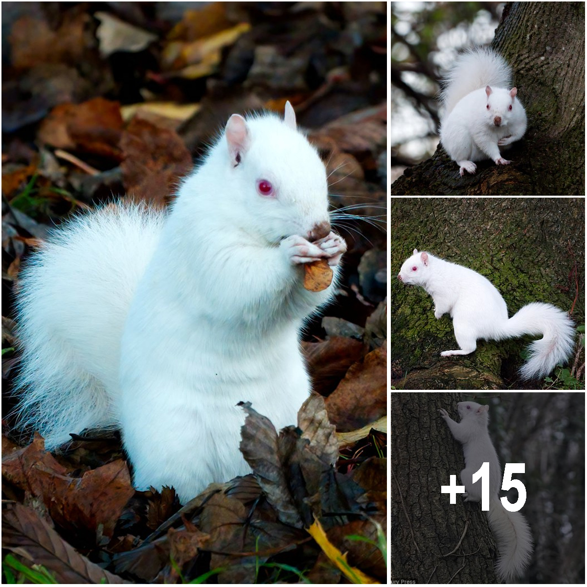 Man Captures Photos Of One Of Country’s 50 Rare Albino Squirrels ...